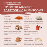 Mushroom Chicory | Cut EC33